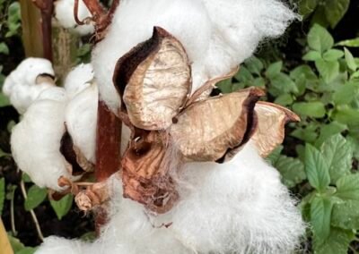 photo-1649081730170-b9509cdf4634