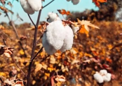 photo-1690853641294-6777c845101b (1)