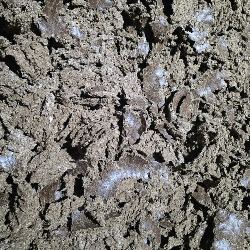 ready-cottonseed-cake